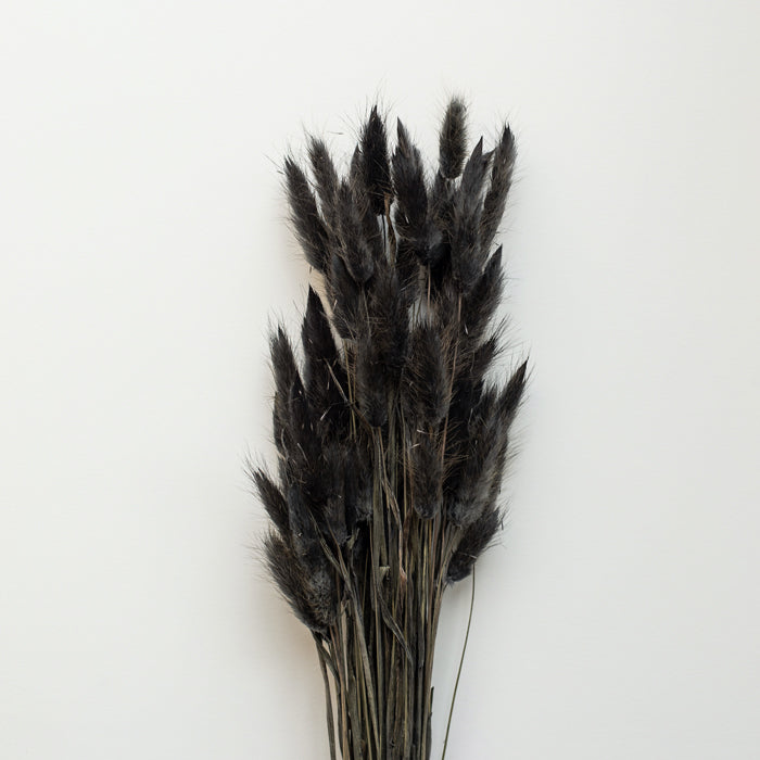 ÞURRKUÐ BLÓM LAGURUS BLACK