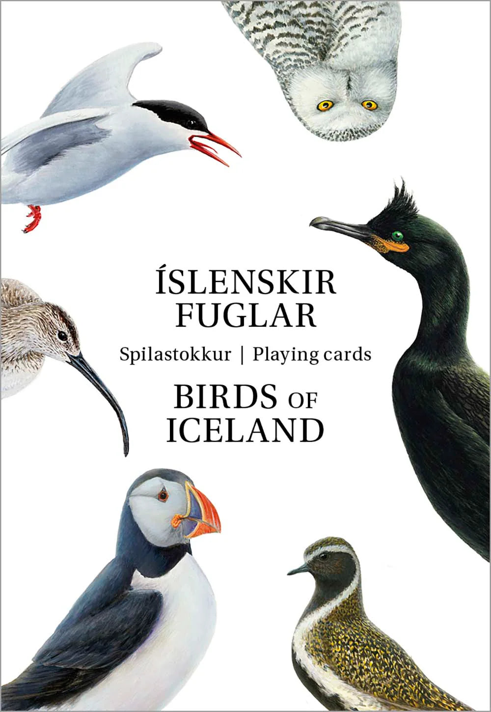 Spilastokkur – Íslenskir fuglar