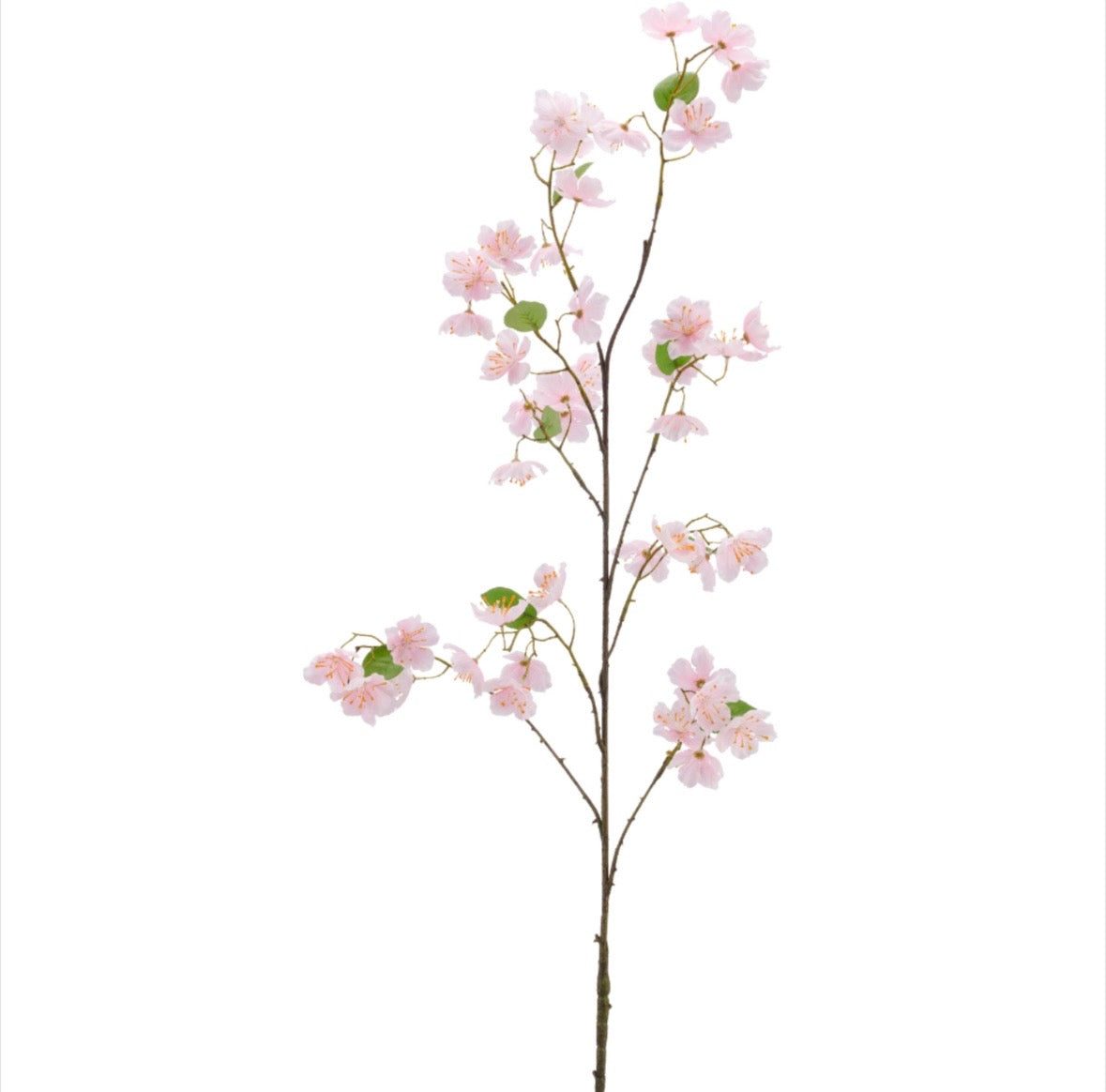 Kirsuberjagrein – rós h: 84cm