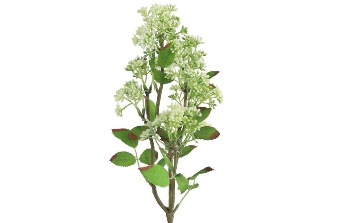 Kirsuberjagrein – hvít h: 58cm